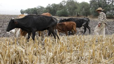 Photo of Niegan muerte de ganado en Sierra de Querétaro por altas temperaturas
