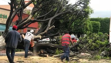 Photo of Caída del árbol fue incidente multifactorial
