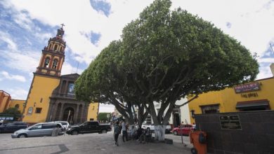 Photo of Sanearán árboles de plazas públicas