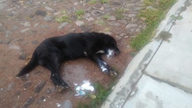Photo of Envenenaron a decenas de perros en Tequisquiapan