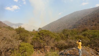 Photo of Incendio de Querétaro ya alcanzó límites de Xilitla