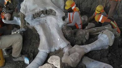 Photo of Encuentran restos de más de 60 mamuts en Santa Lucía