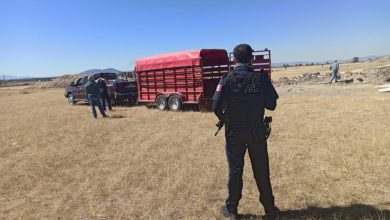 Photo of Policía de San Juan y Polotitlán recuperan 11 cabezas de ganado