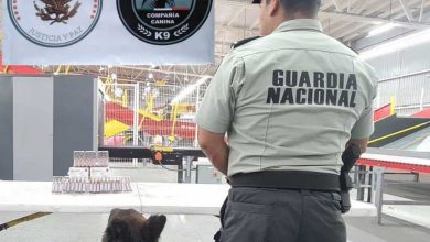 Photo of Guardia Nacional localizó fentanilo en el AIQ