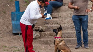 Photo of Inicia taller perros en equilibrio en San Juan del Río
