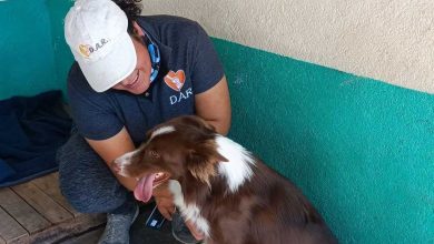 Photo of Tequisquiapan realizará feria para adopción de mascotas