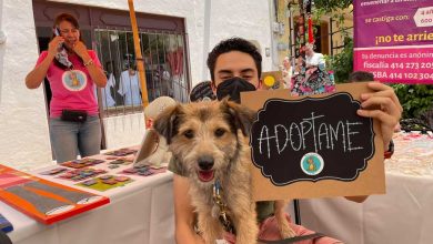 Photo of Feria de la adopción de mascotas en Tequisquiapan fue un éxito