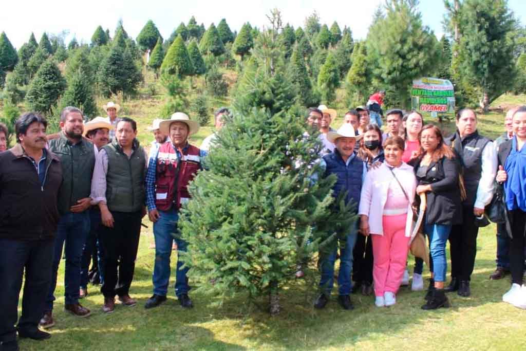 Xonacatl N Inici Corte Y Venta De Rboles De Navidad Amanecer Quer Taro