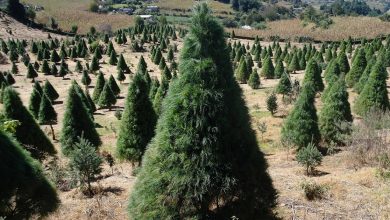 Photo of Venta de árboles de Navidad dejará derrama por 350 mdp