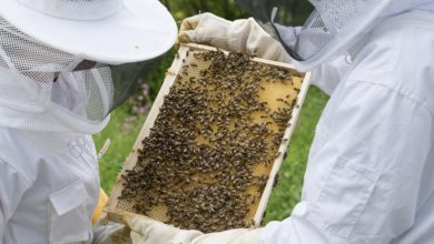 Photo of Invitan a curso de apicultura