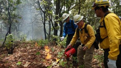 Photo of El combate a incendios forestales no se detendrá durante emergencia sanitaria