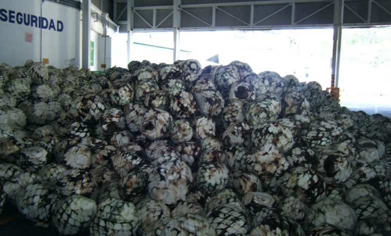 Photo of Buscan aprovechar residuos de la industria tequilera