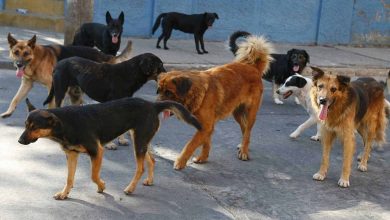 Photo of Se realizará Jornada Nacional de Vacunación Antirrábica Canina y Felina 2020