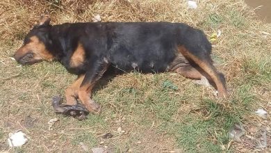 Photo of Investigan en El Marqués envenenamiento masivo de perros