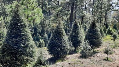 Photo of Conafor dispone más de 500 mil árboles de Navidad para la temporada