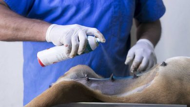 Photo of Prepara unidad de cuidado animal de SJR campaña de esterilización