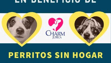 Photo of Charm Jurica ofrece concierto a favor de Perros y Gatos