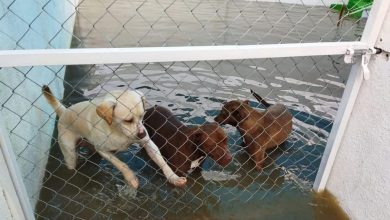 Photo of Ciudadanos rescataron 55 perros tras inundación de Tequisquiapan
