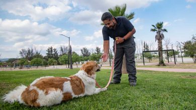 Photo of CAAM de El Marqués iniciará programa de adiestramiento canino