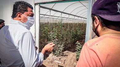 Photo of UTSJR apoya a productores de rosa en San Juan del Río