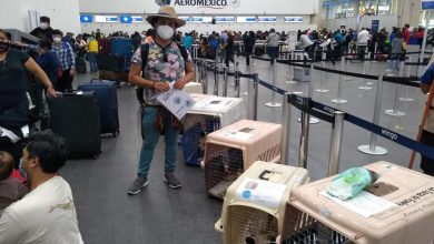Photo of Cancelan 203 vuelos de líneas mexicanas en cuatro días por contagios