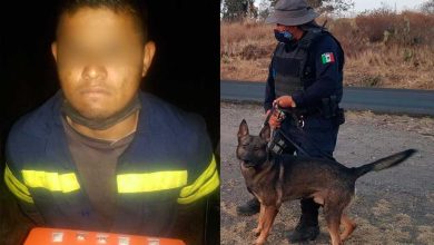 Photo of Binomios K9 de PoEs detectan a sujeto con droga en Amealco