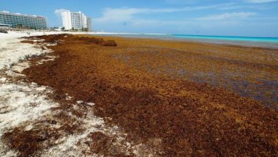 Photo of ‘Alarmante’ llegada de sargazo a playas del caribe mexicano