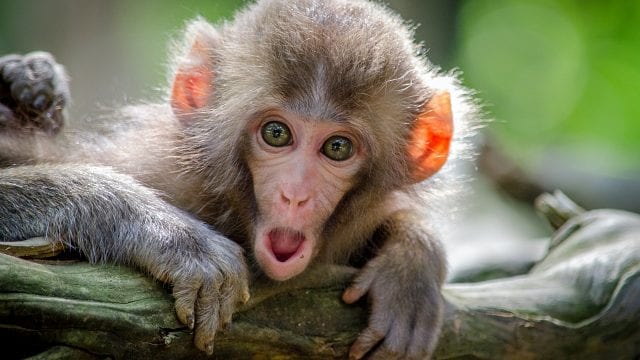 Photo of OMS reconoce que el actual brote de viruela del mono es muy inusual