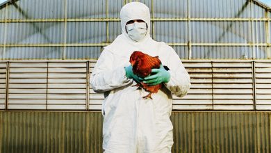 Photo of Reporta China primera muerte por gripe aviar H3N8 en el mundo