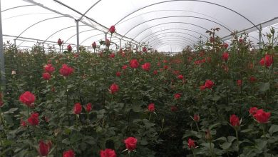 Photo of El Organal romperá récord en venta de rosas para 10 de mayo
